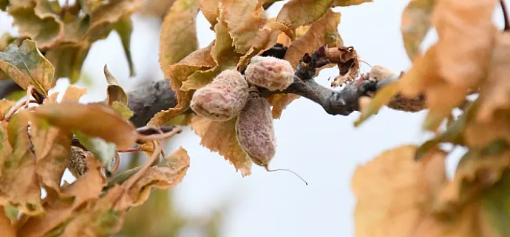 Malatya'nın 2025 Don Travması! Tam 1 Yıl Oldu