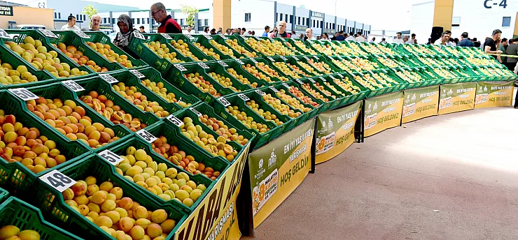 Malatya'nın Altın Meyvesi Yarıştı! En İyi Yaş Kayısı Üreticileri Açıklandı