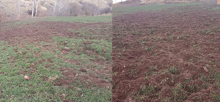 Malatya Pütürge'de Çiftçinin Domuzla İmtihanı! Mahsuller Talan Edildi, Sistemler Parçalandı