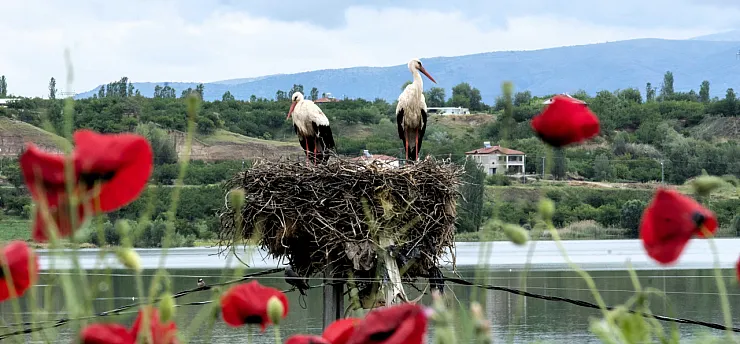 Malatya Semalarında Yavru Leylekler Ortaya Çıktı!