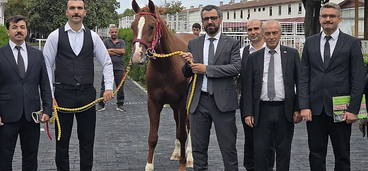 Malatya Sultansuyu'nun Elit Tayları Açık Artırmada Büyük İlgi Gördü!