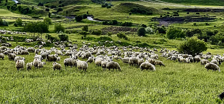 Malatya Yayla Sezonunu Açtı! Küçükbaş Yetiştiricileri Zorlu Sürece Hazırlanıyor