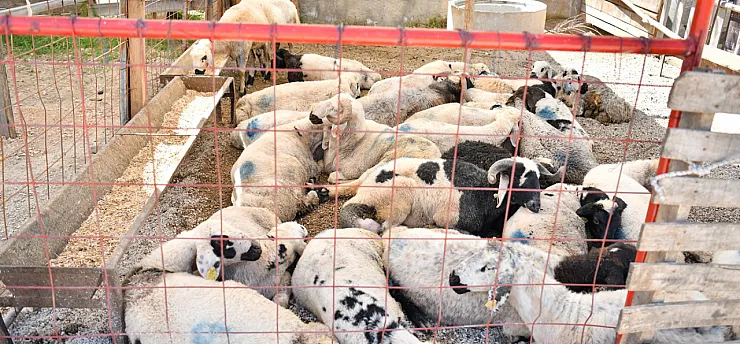 Malatya Yeşilyurt'ta Kurban Bayramı Öncesi Yoğun Mesaisi!