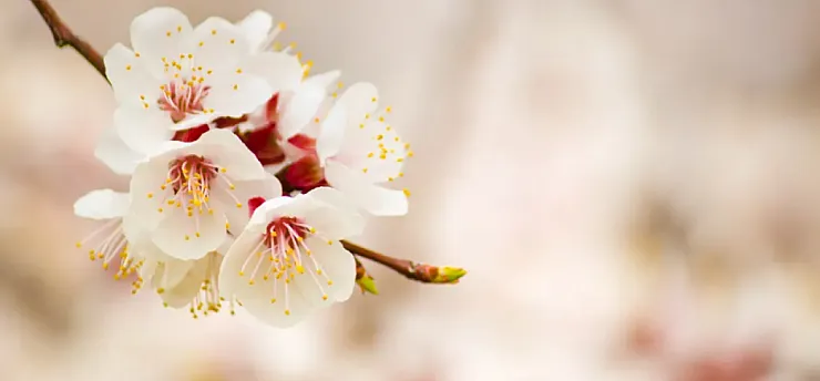 Malatyalı Çiftçilerin Dikkatine! O Tarih İçin Zirai Don Uyarısı Yapıldı!