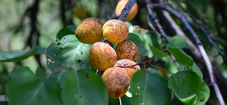Malatyalı Kayısı Üreticisine Acil Çağrı: Sakın İhmal Etmeyin!