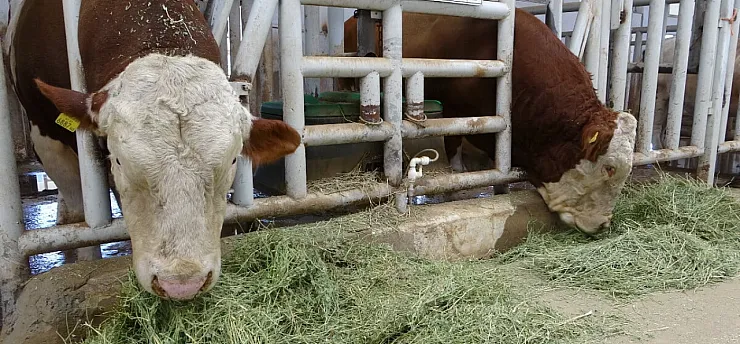 Sultansuyu İşletmesi'nde Giriş-Çıkışlar Şap Hastalığından Durduruldu!