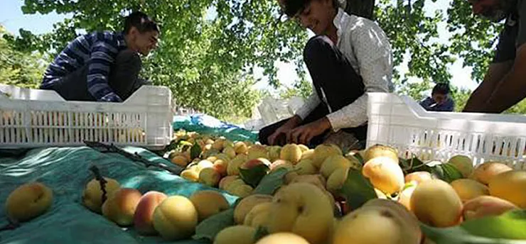 Tarım Sezonu Öncesi Malatya'da Geçici Barınma Merkezlerinde Yeni Genelge!