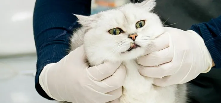 Türkiye'ye 21 Yeni Laboratuvar Geliyor