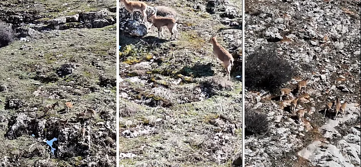 Vali Yavuz:  Yaban Hayatı Gelecek Kuşaklara Mirasımızdır