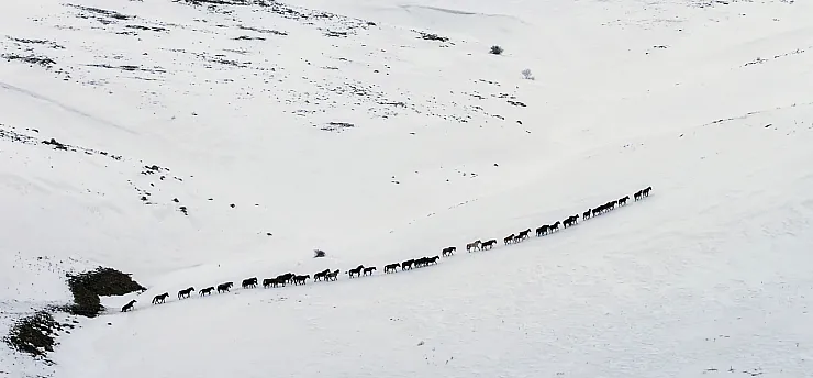 Yama Dağı'nda Zorlu Kış: Yılkı Atları Karla Mücadele Ediyor