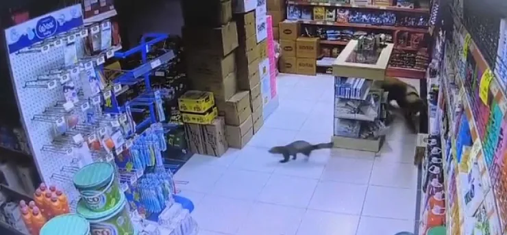 Yeşilyurt'ta Gülümseten Kovalamaca: Davetsiz Misafir Sansar Marketi Birbirine Kattı!