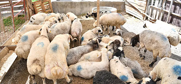 Yeşilyurt'ta Kurban Bayramı Öncesi Hazırlıklar Yoğunlaştı!