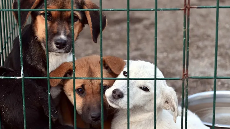 1408 Belediyeyi Kapsayan Raporda Çarpıcı Gerçek: Hayvan Barınakları Alarm Veriyor