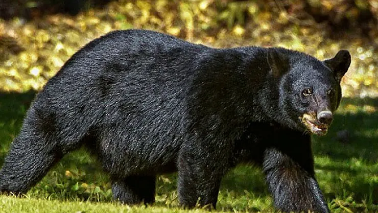 Köpek aldı ayı çıktı!
