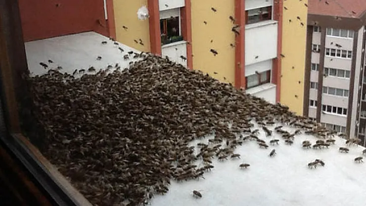 Kuşadası'nda korkutan arı istilası!