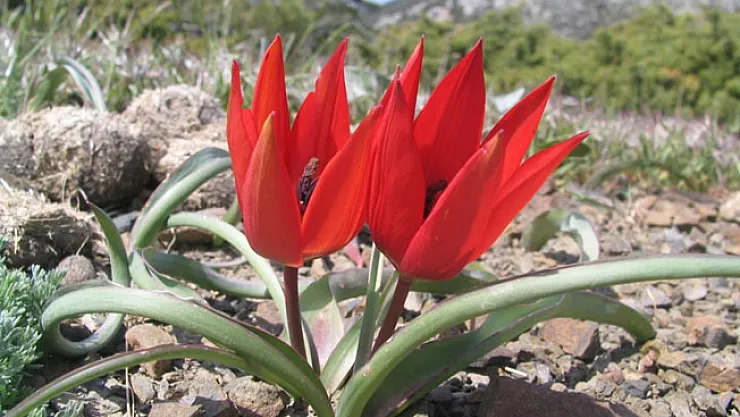 Manisa lalesini koparana 48 bin 625 lira ceza!