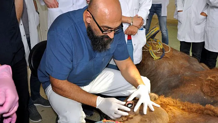 Dünyada bir ilk: Türkiye'de deveye katarakt ameliyatı yapıldı!