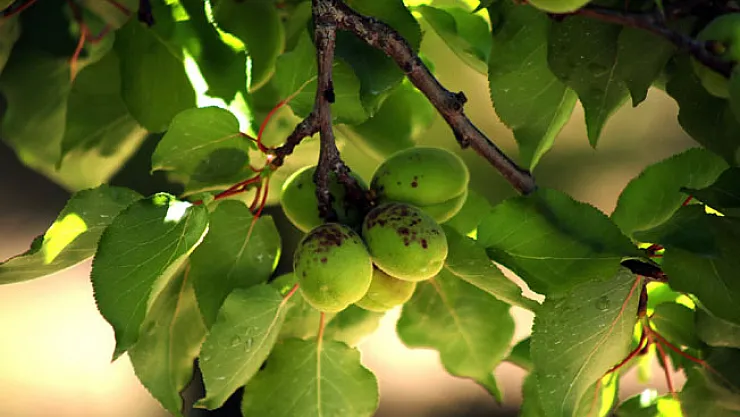 Malatya'da kayısı üreticileri tedirgin!