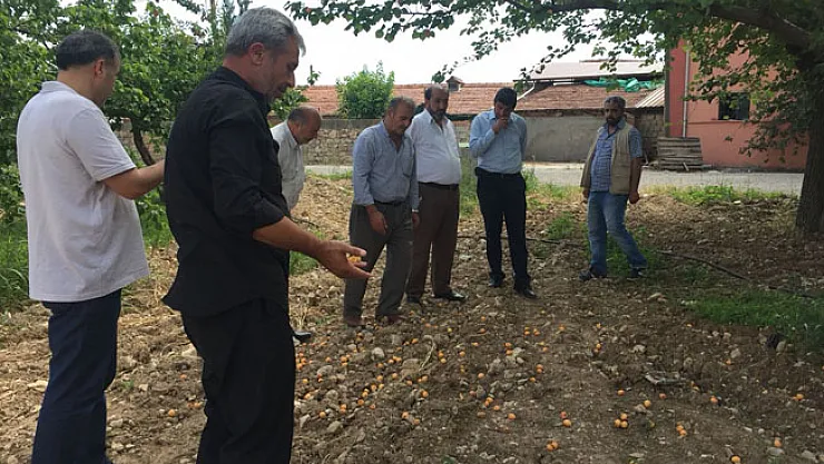 1 kilo patates alabilmek için 24 kilo kayısı satmalılar