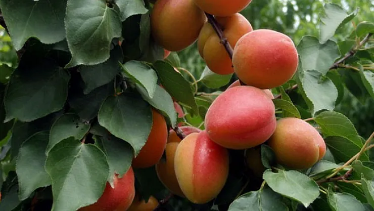 Kayısı rekoltesi açıklandı! İşte rakamlar