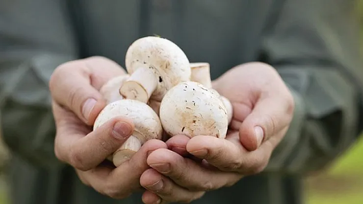 Sağlık Bakanlığı mantar zehirlenmelerine karşı uyardı
