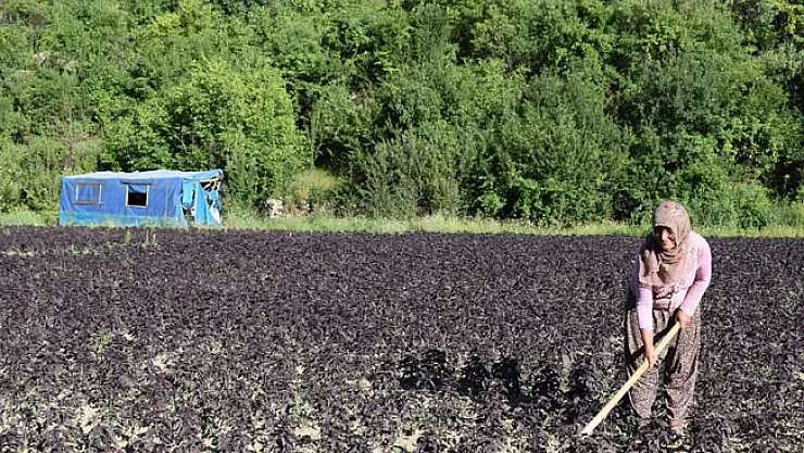 Arapgir mor reyhanı üreticinin yüzünü güldürüyor