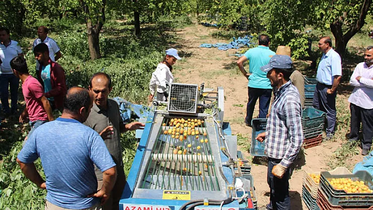 Kayısıda mobil sınıflama ve kasalama dönemi