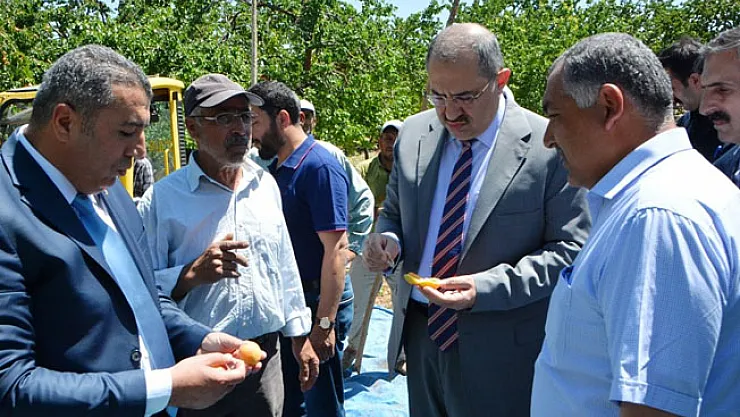 Vali Ali Kaban, kayısı hasat çalışmalarını yerinde inceledi