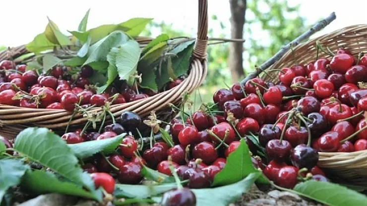 Yeşilyurt Kiraz Festivali 28-30 Haziran'da...