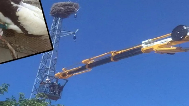 Ekipler leylek için seferber oldu!