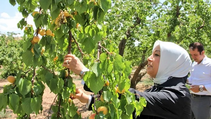 &quotKayısı Birlik için çalışma yürütülecek"