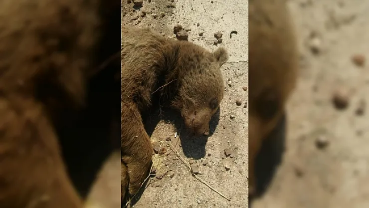 Aracın çarptığı ayı telef oldu