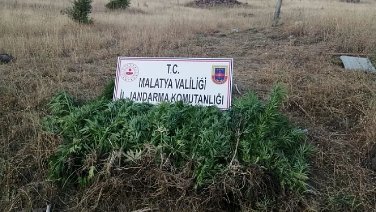 Hekimhan'da uyuşturucu operasyonu: 1 gözaltı!