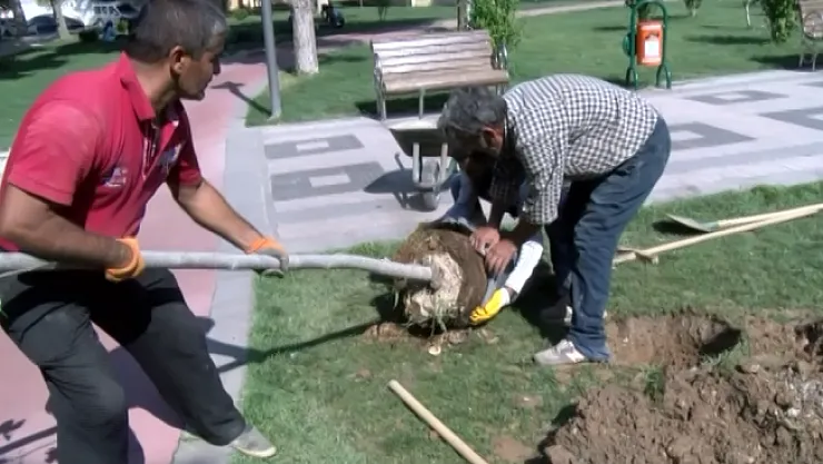 Hürriyet Parkı'nda kuruyan ağaçlar kesildi, yerine yenileri dikildi