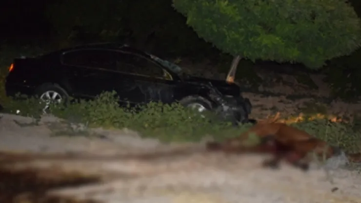 Ortalık savaş alanına döndü: 6 kişi yaralandı, yarış tayları telef oldu!