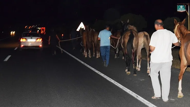 Sultansuyu Harası'ndan kaçan tayların hepsi bulundu