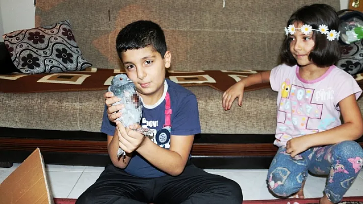 Yaralı kumruya minik kardeşler sahip çıktı