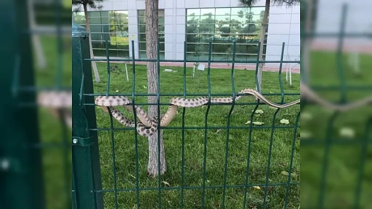 Hastane bahçesindeki yılan korkuttu!