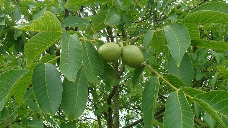 Hekimhan cevizinde hasat zamanı…