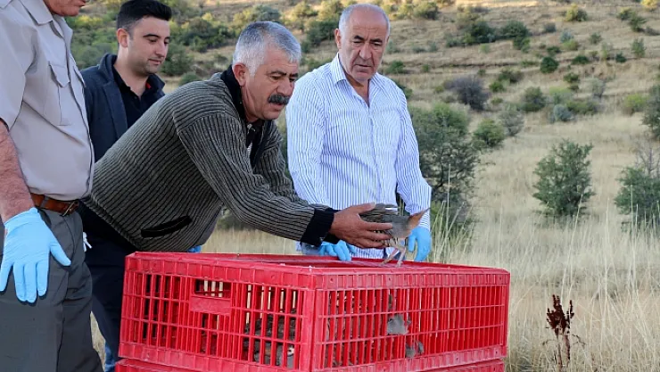 Hekimhan'da kınalı keklikler doğaya salındı