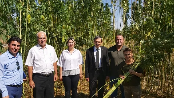 Malatya'da ilk kenevir hasadı başladı
