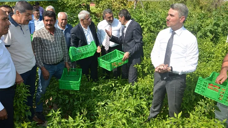 Malatya'da yerli üretim 'Dila Kırmızıbiber' de ilk hasat gerçekleştirildi