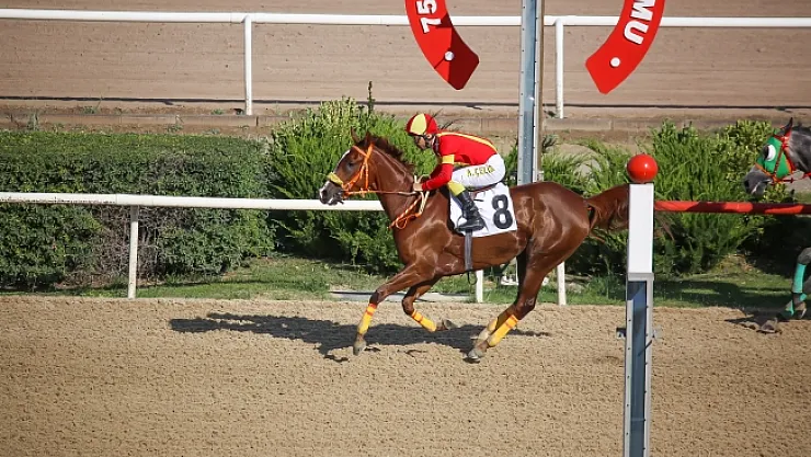 Sultansuyu Harası Kupaları toplamaya devam ediyor