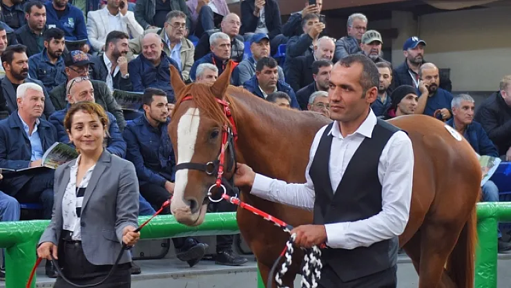 16 Arap yarış atının satışından 3 milyon 445 bin TL gelir elde edildi