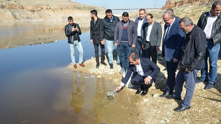 Beylerderesi göletine 10 bin sazan bırakıldı