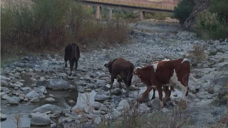 Kaybolan inekleri Jandarma buldu
