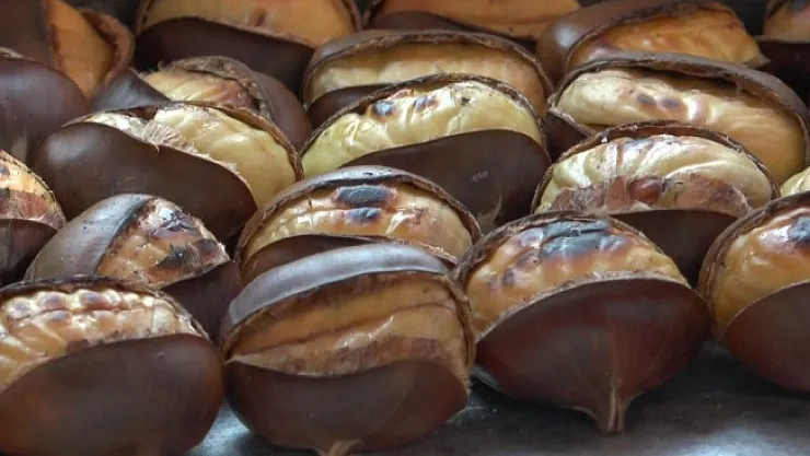 Kestane sezonu açıldı