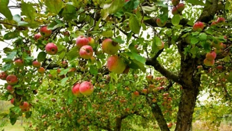 Malatya'da meyve üreticilerine önemli uyarı!..