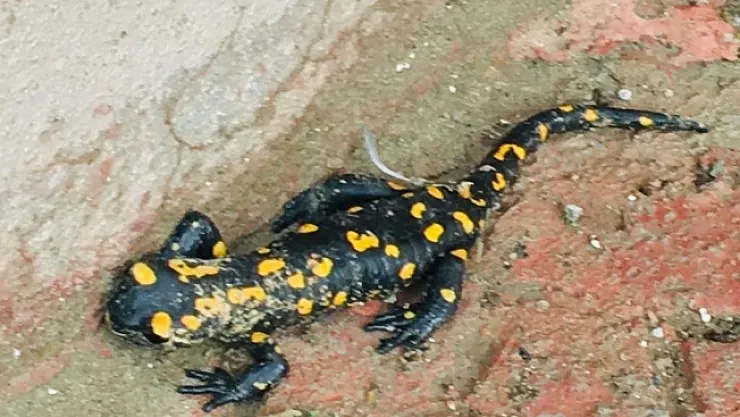 Malatya'da Benekli Anadolu Semenderi görüldü