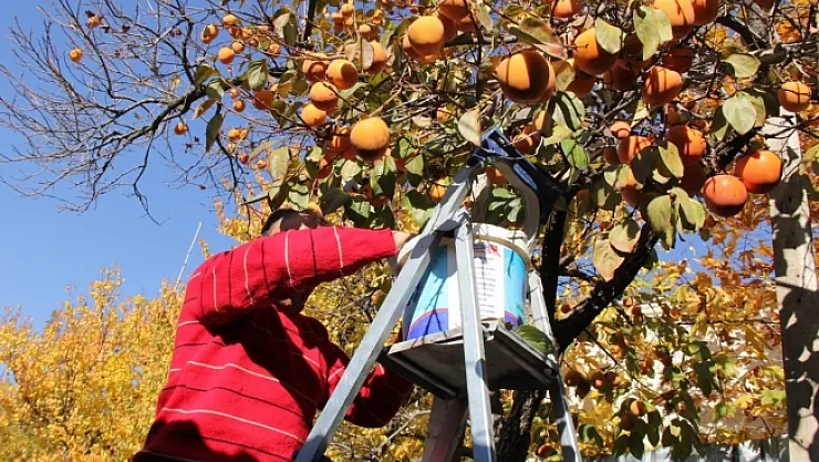 Darende'de kayısıya alternatif tarım ürünü: hurma